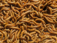 Live Feeders