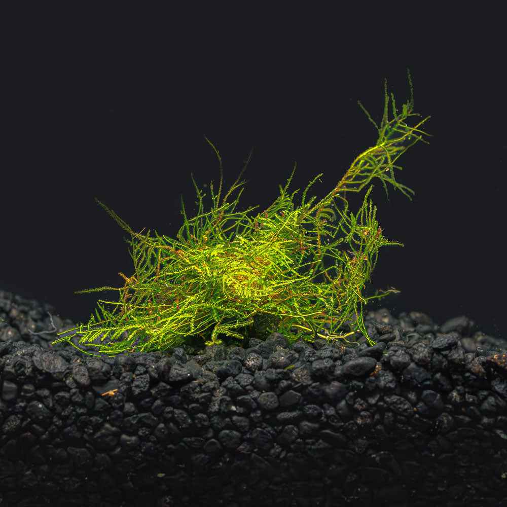 Peacock Moss