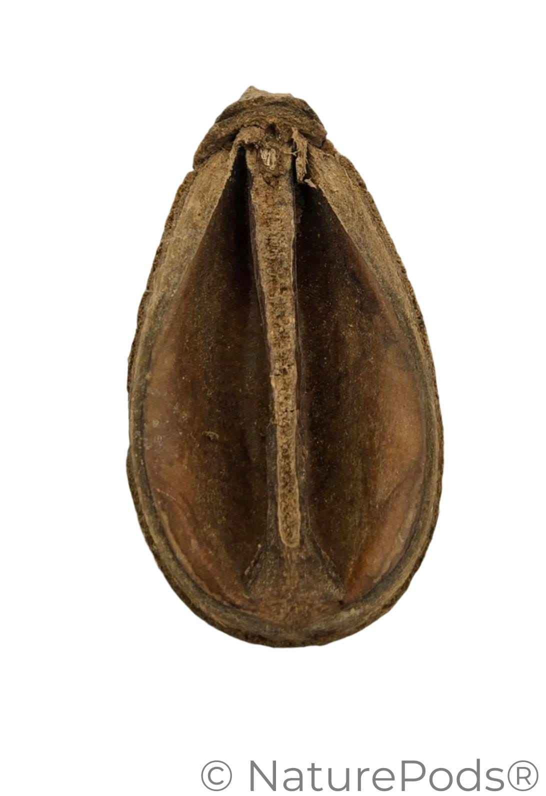 Pear Pods