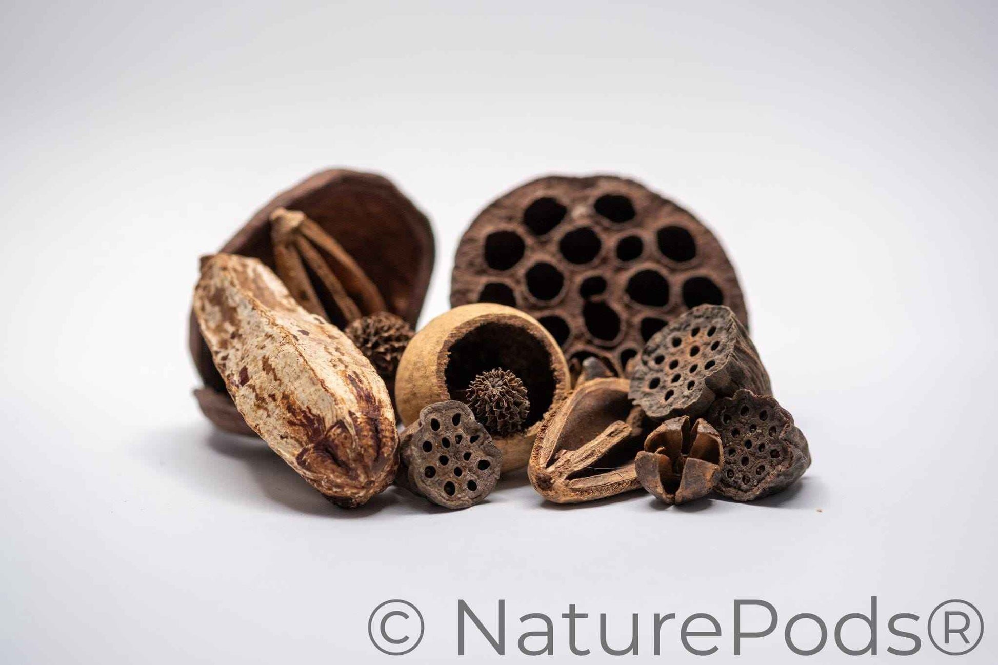 Assorted Botanical Seed Pod Pack