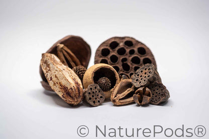 Assorted Botanical Seed Pod Pack