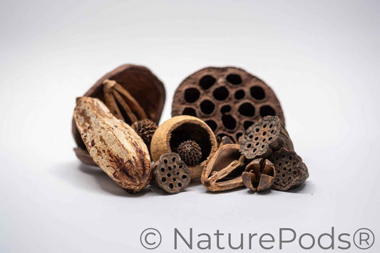 Assorted Botanical Seed Pod Pack