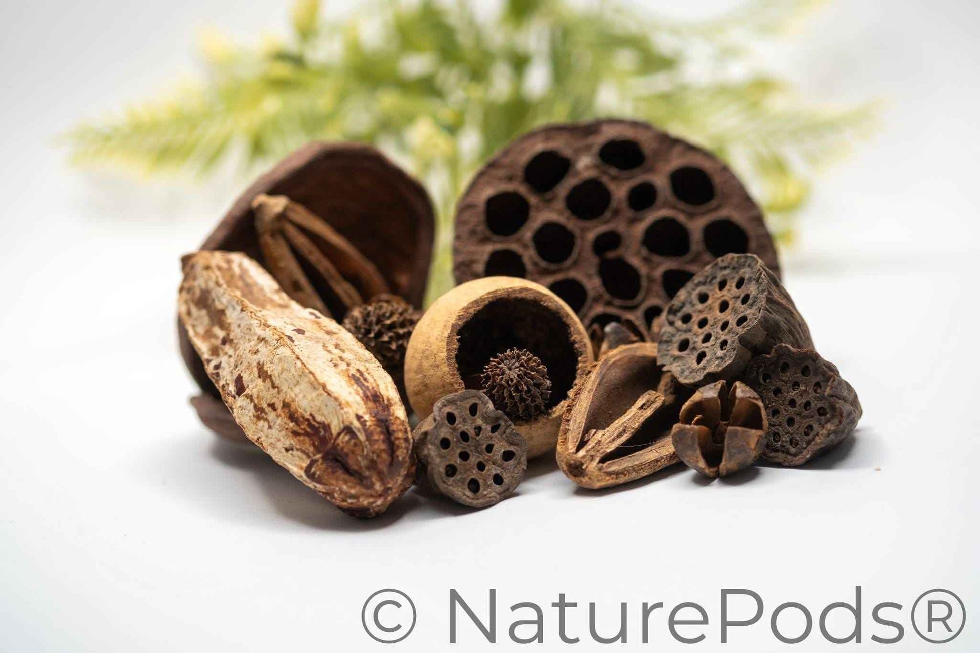 Assorted Botanical Seed Pod Pack