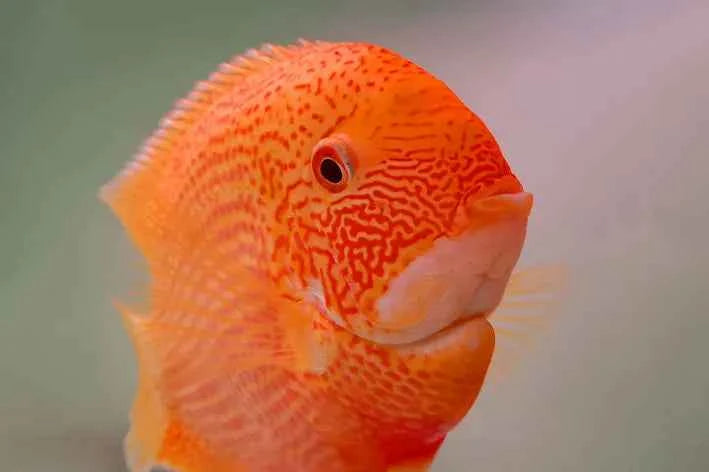Red Spot Severum
