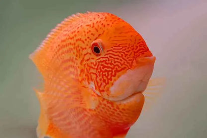 Red Spot Severum