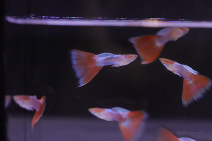 Red Topaz Guppy