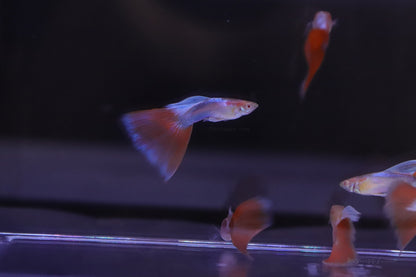 Red Topaz Guppy