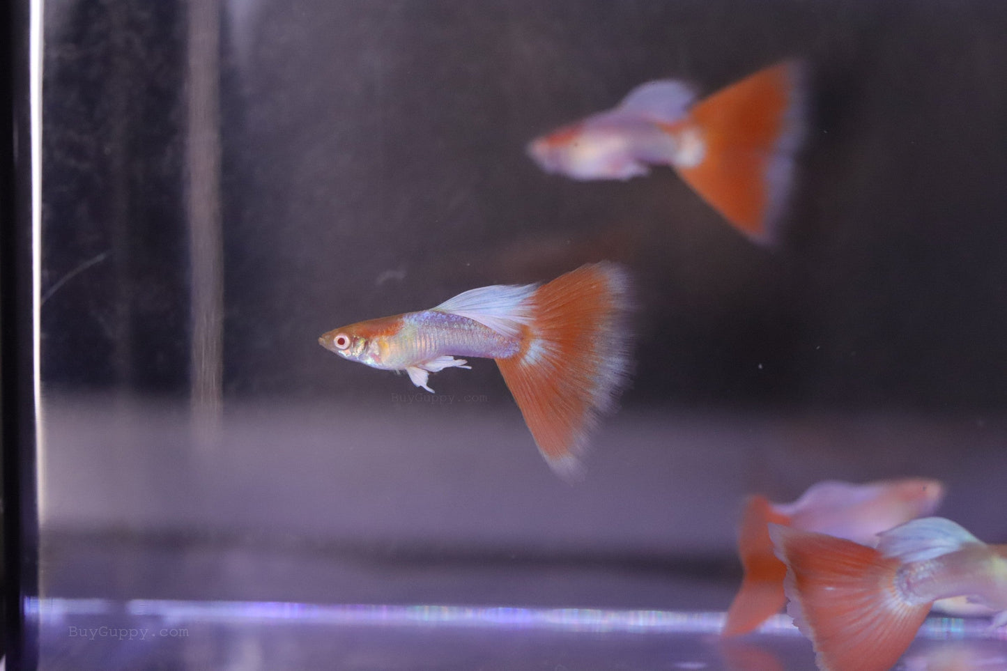 Red Topaz Guppy
