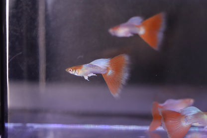 Red Topaz Guppy