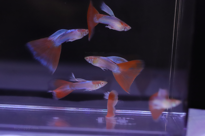 Red Topaz Guppy