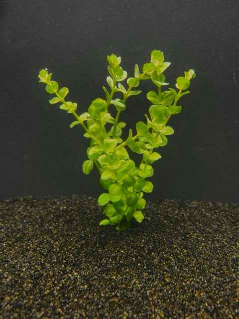 Rotala rotundifolia 'Green'