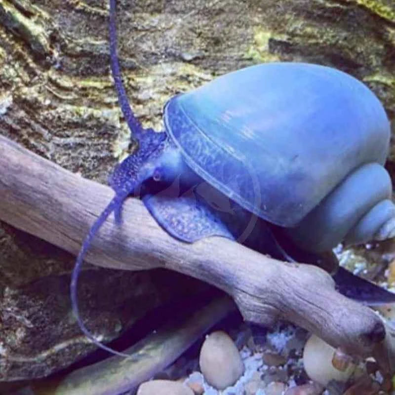 Blue Mystery Snails (Pomacea bridgesii)