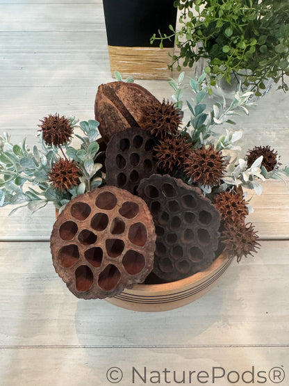 Lotus Seed Pod Heads