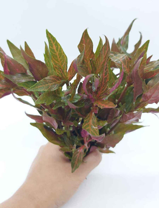 Alternanthera 'Rosanervig'