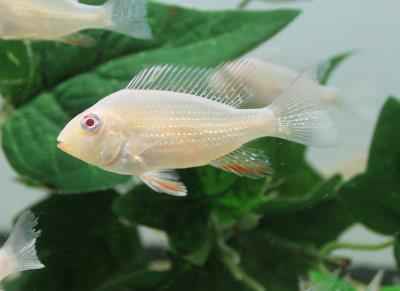 Albino Geophagus Heckelii- Albino Threadfin Acara 2.5"-3"