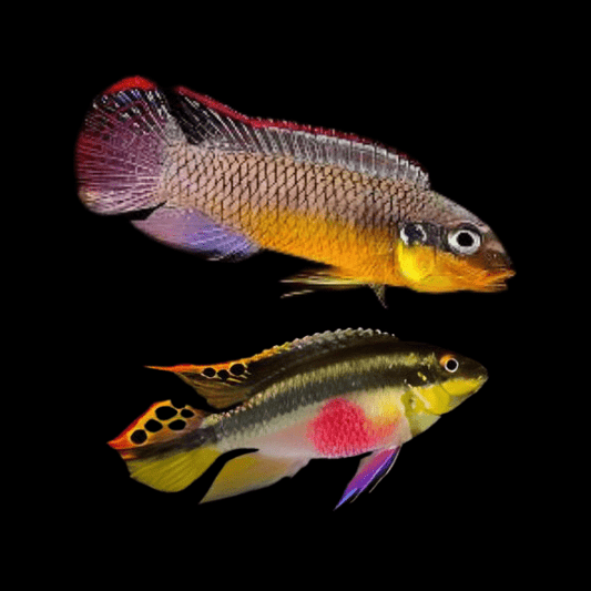 Kribensis