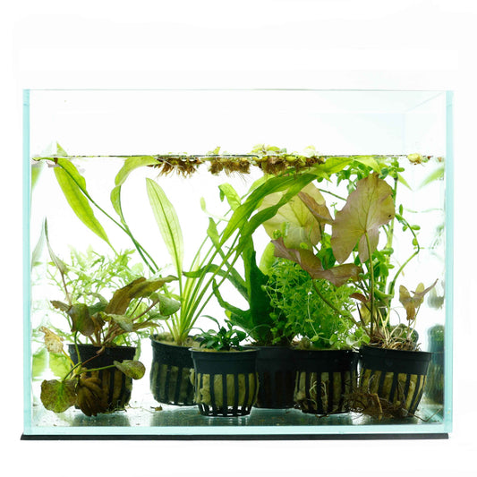 12 Plant Beginner Aquarium Plant Pack