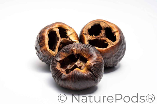Large Seed Pod Pack