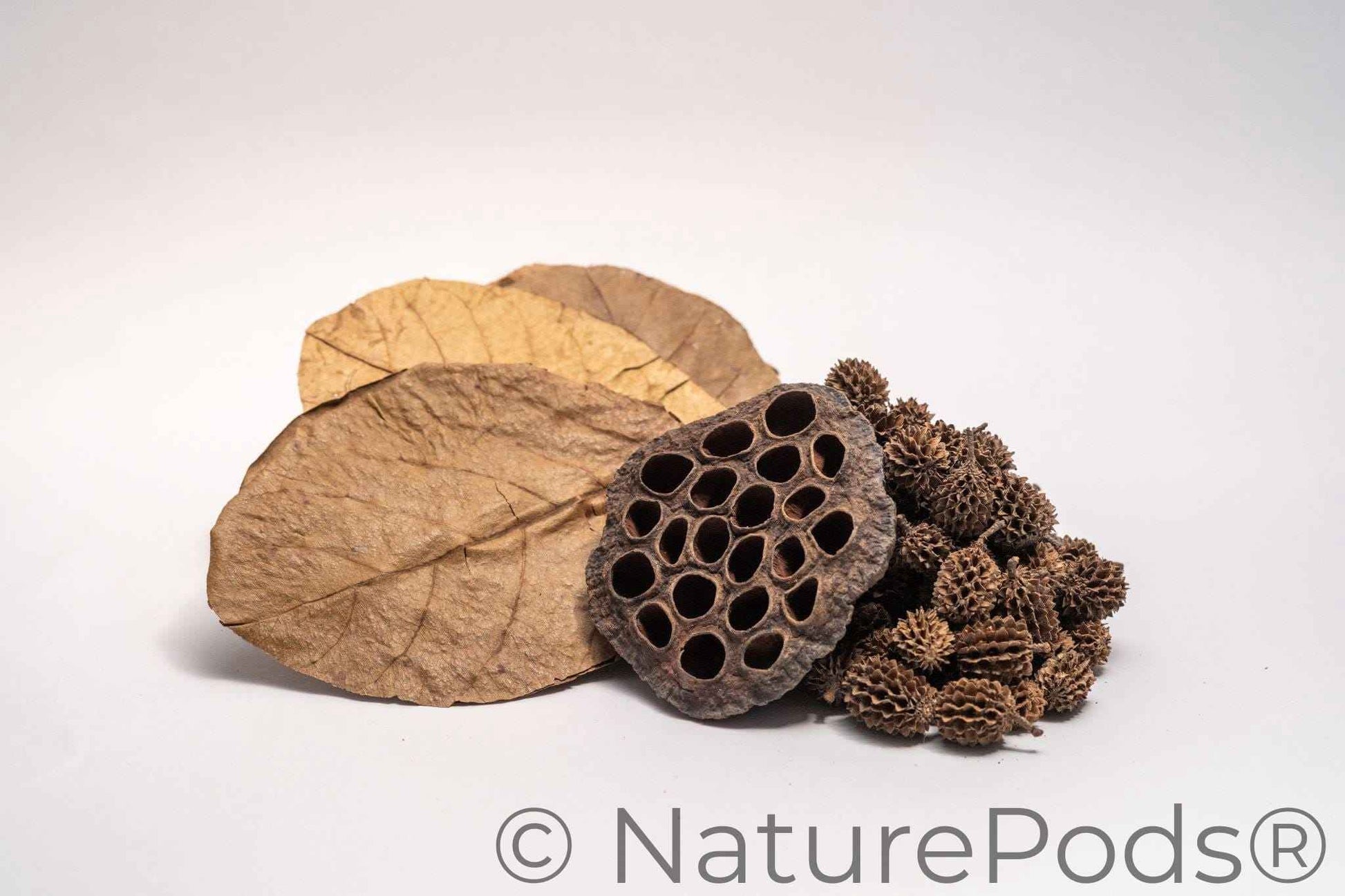 Aquarium Botanical Tannin Pack - Catappa Leaves, Casuarina Cones, Lotus Seed Pod