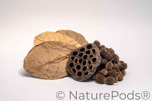 Aquarium Botanical Tannin Pack - Catappa Leaves, Casuarina Cones, Lotus Seed Pod