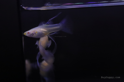 Blue Topaz Ribbon Thick Fin Guppy
