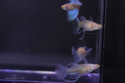 Blue Topaz Ribbon Thick Fin Guppy