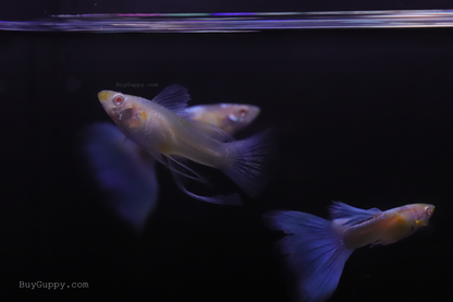 Blue Topaz Ribbon Thick Fin Guppy
