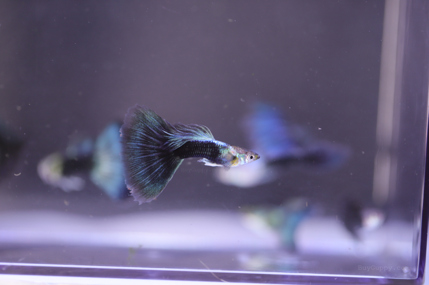 Half Back Blue Tail Guppy