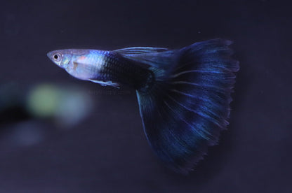 Half Back Blue Tail Guppy