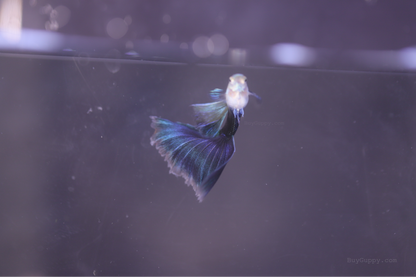 Half Back Blue Tail Guppy
