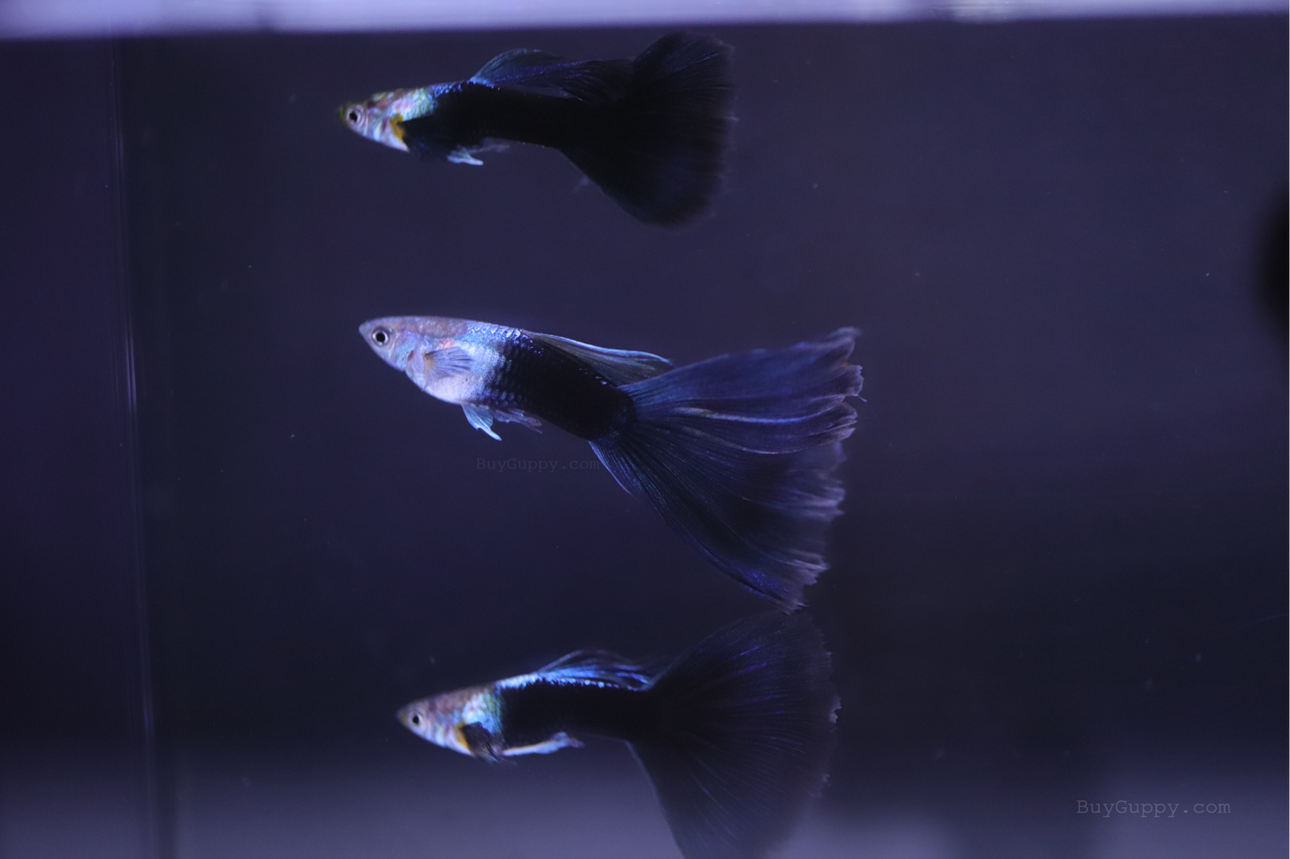 Half Back Blue Tail Guppy