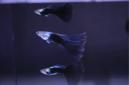 Half Back Blue Tail Guppy