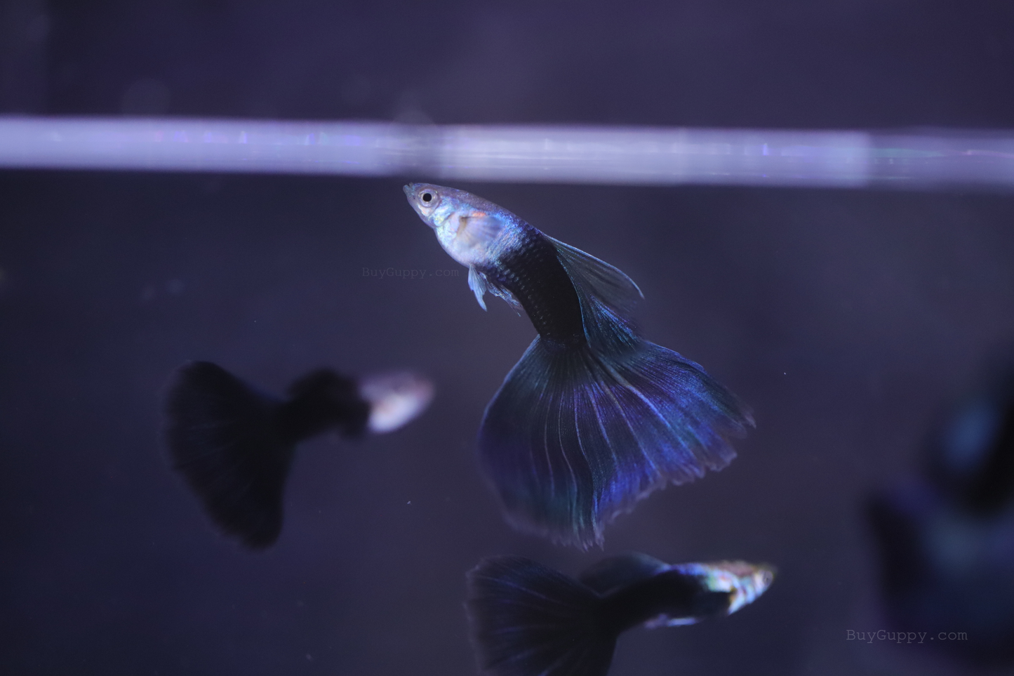 Half Back Blue Tail Guppy