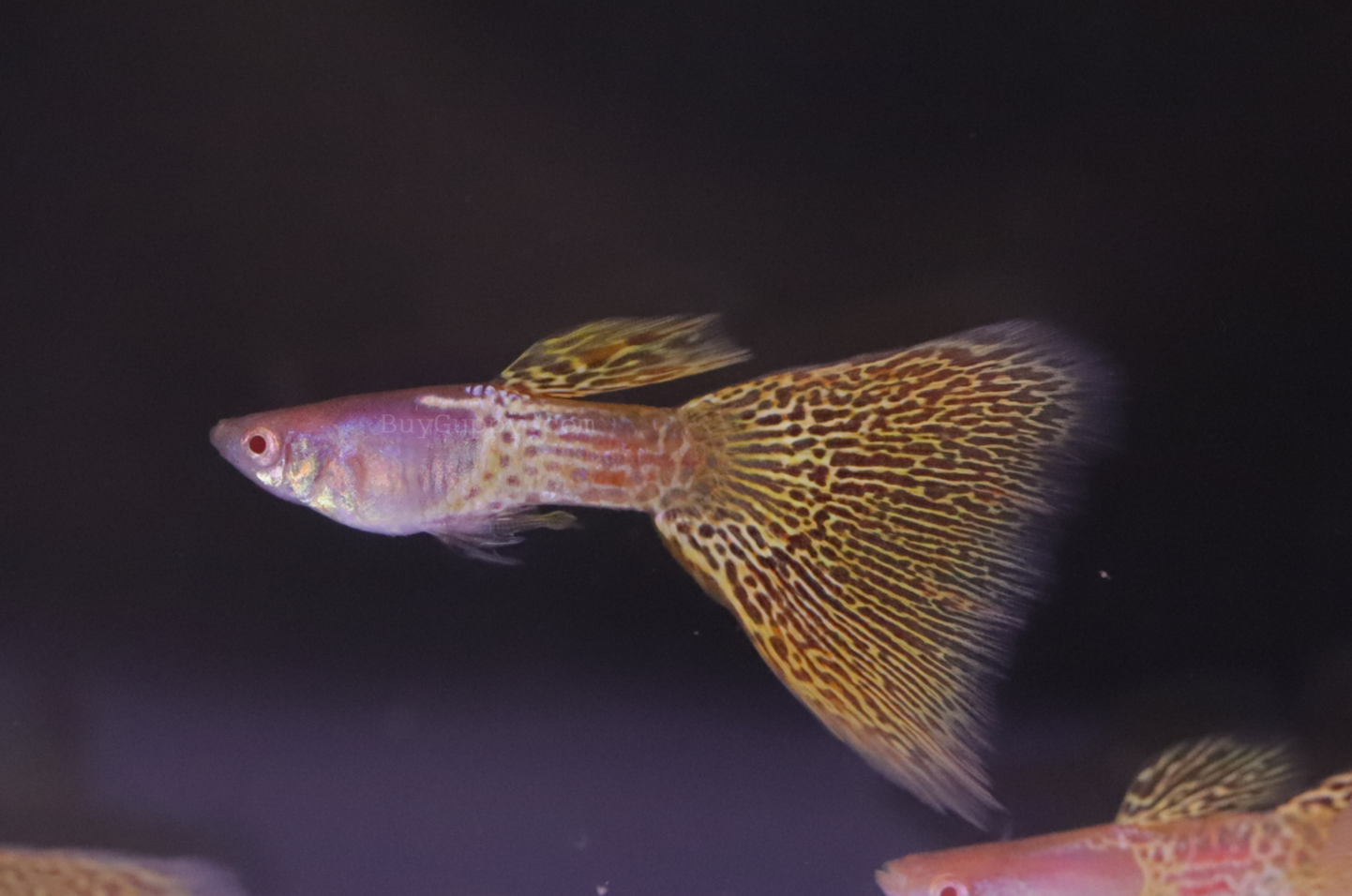 Albino Yellow Lace Guppy