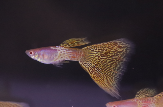 Albino Yellow Lace Guppy
