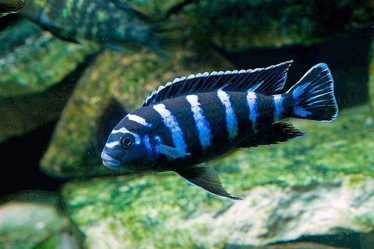 Chindongo demasoni  Demasoni Cichlid
