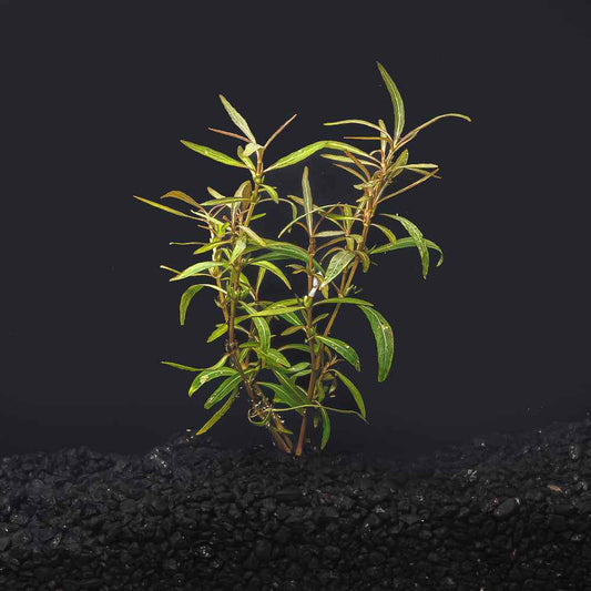 Hygrophila araguaia
