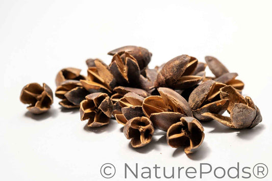Bakuli Pods