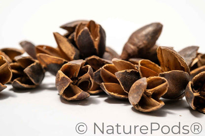 Bakuli Pods