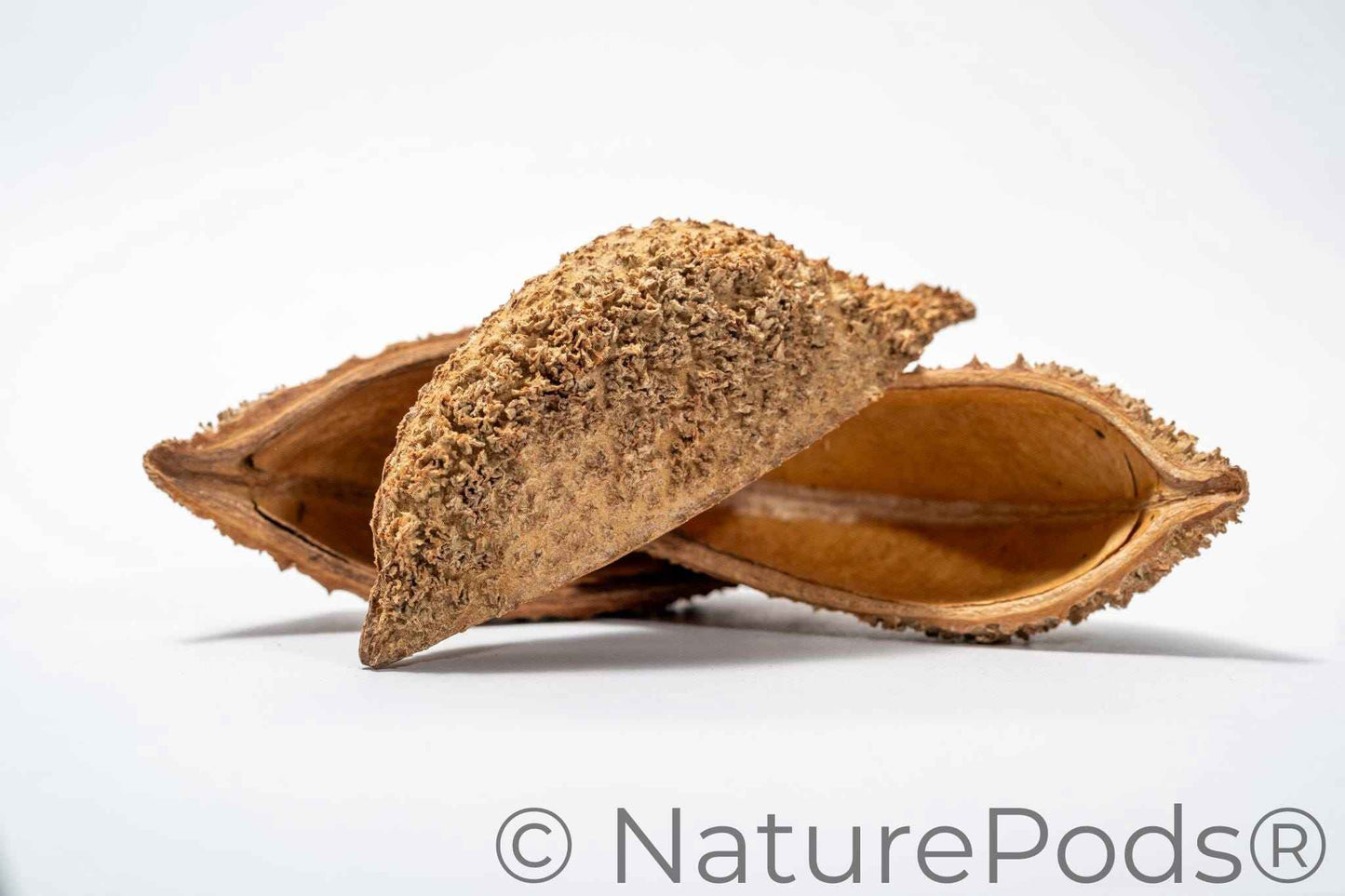 Large Seed Pod Pack