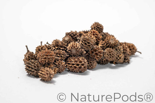 Casuarina Cones