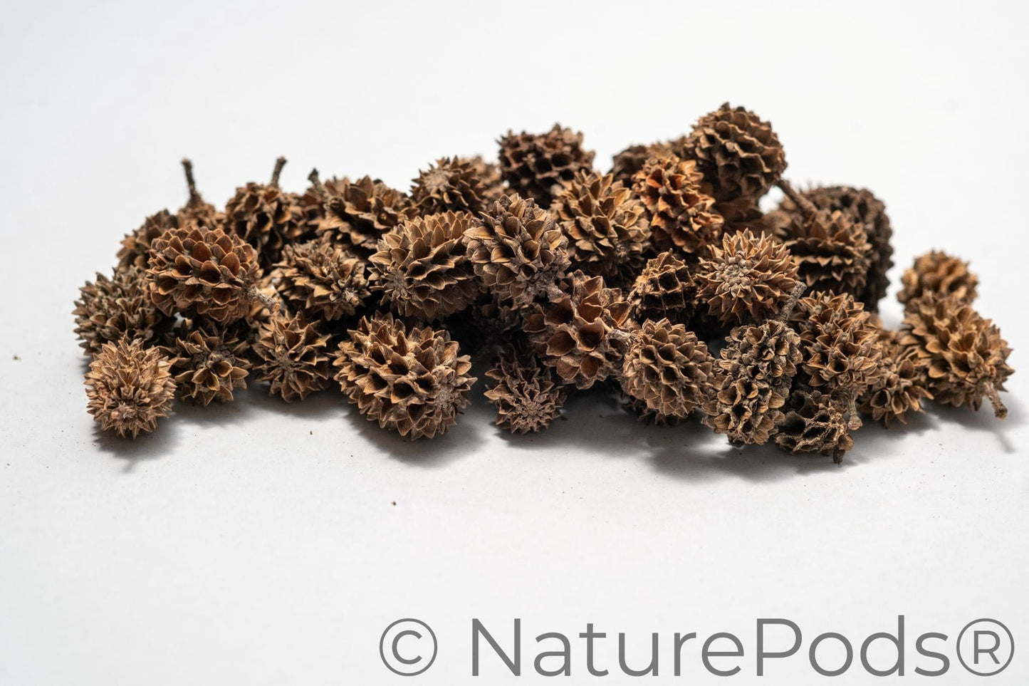Casuarina Cones