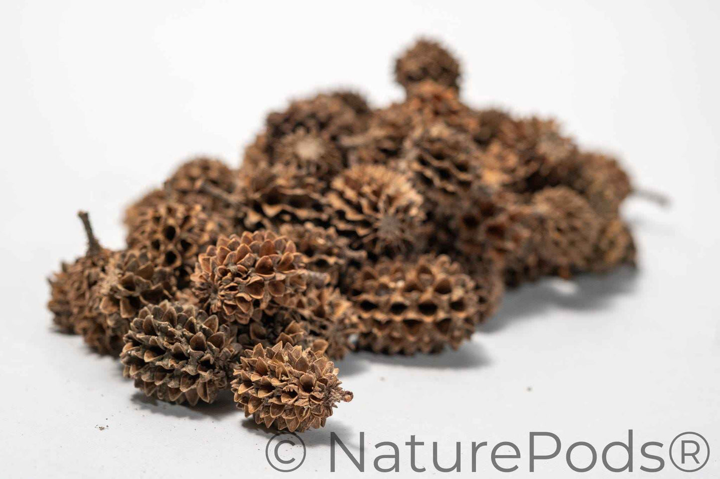 Casuarina Cones