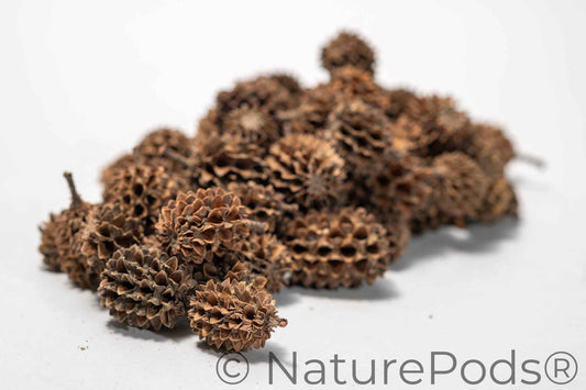 Casuarina Cones