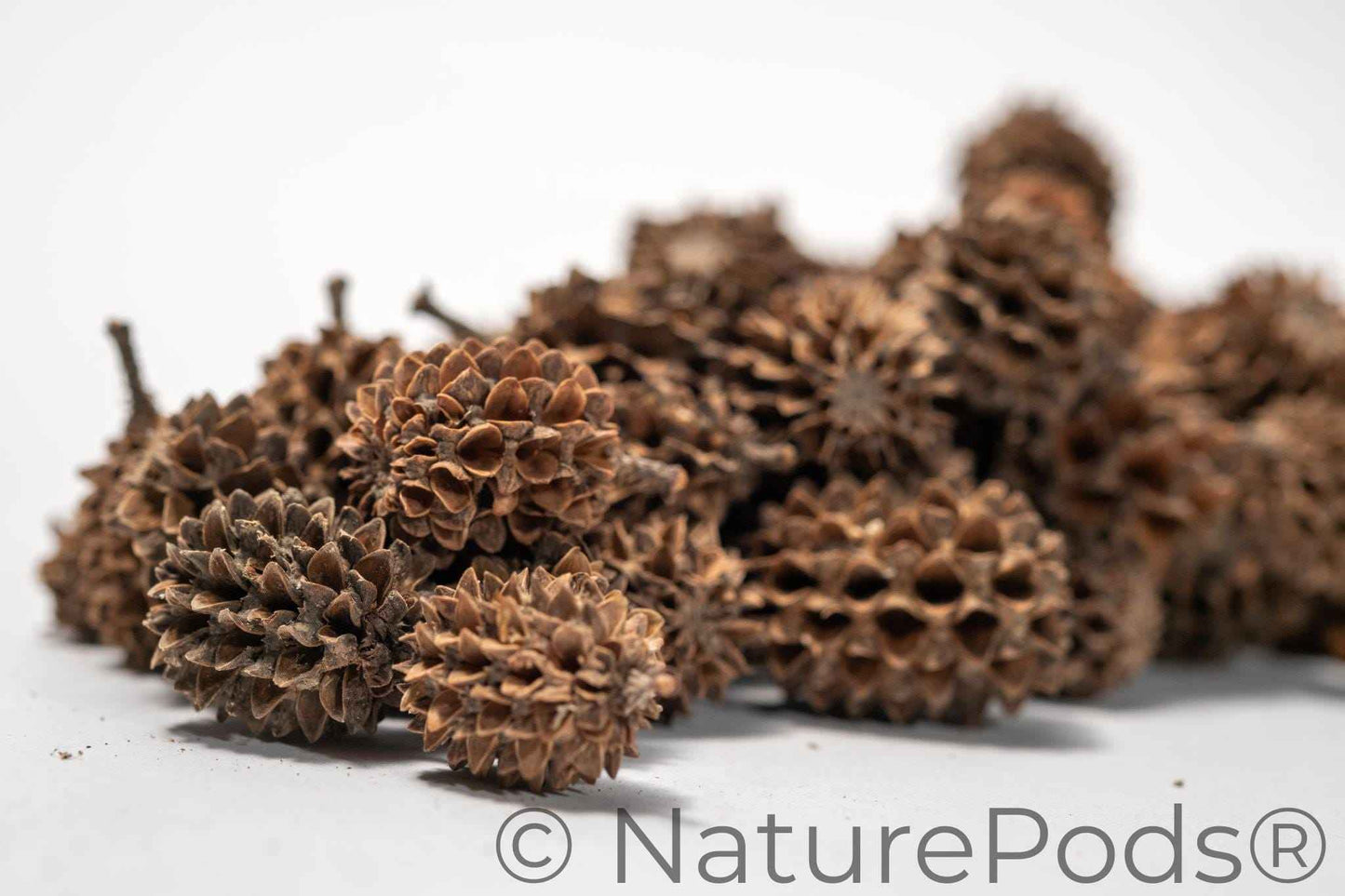 Casuarina Cones