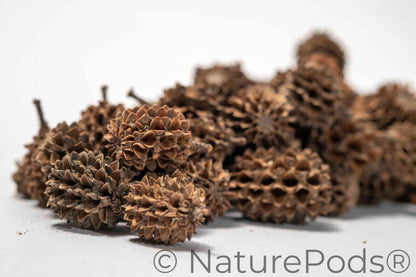 Casuarina Cones