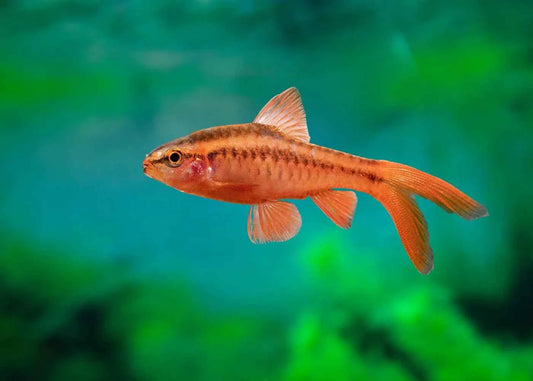 Longfin Cherry Barb PACK OF 6