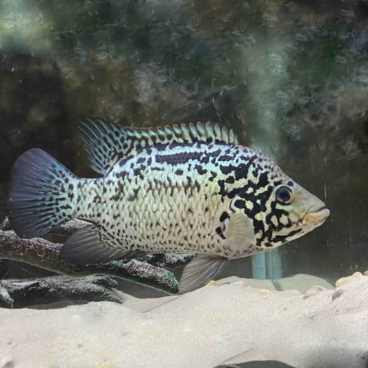 Cuban Cichlid (Nandopsis tetracanthus)
