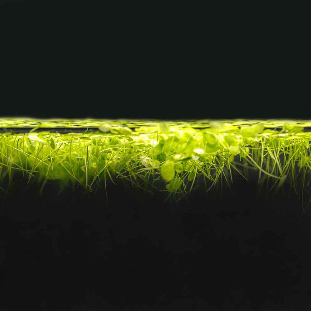 Duckweed