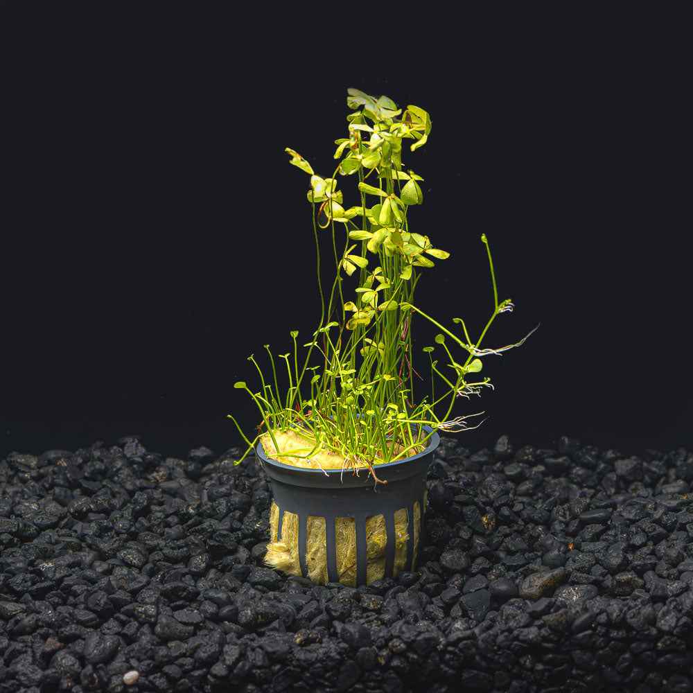 Dwarf Four Leaf Clover | Easy Carpeting Aquarium Plant